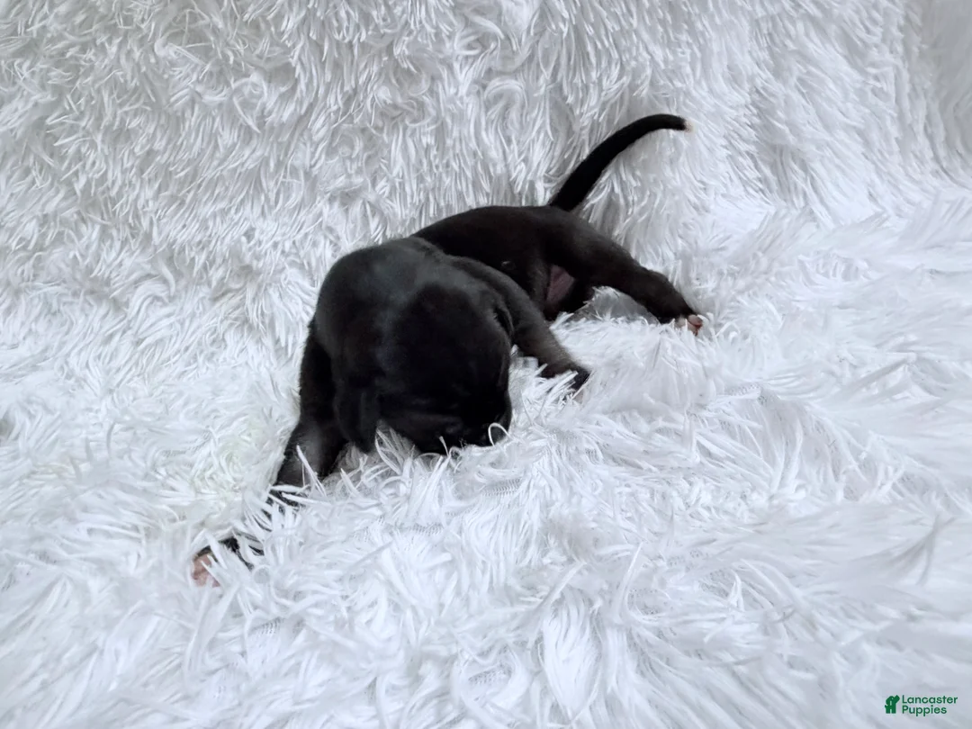 Great Dane dogs for sale: Cappuccino  - Ad 2