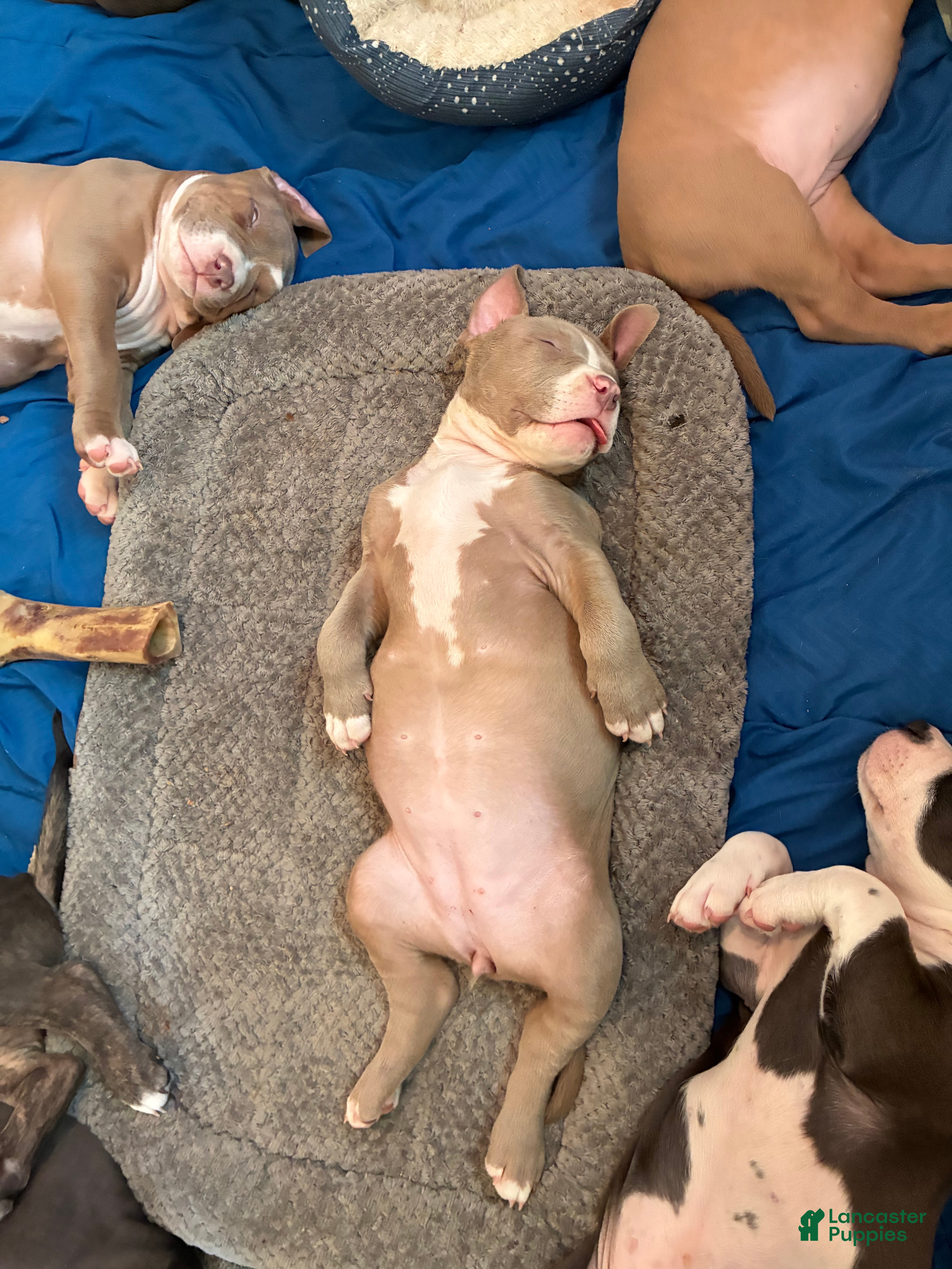 American Bully dogs Wrinks - Ad 1