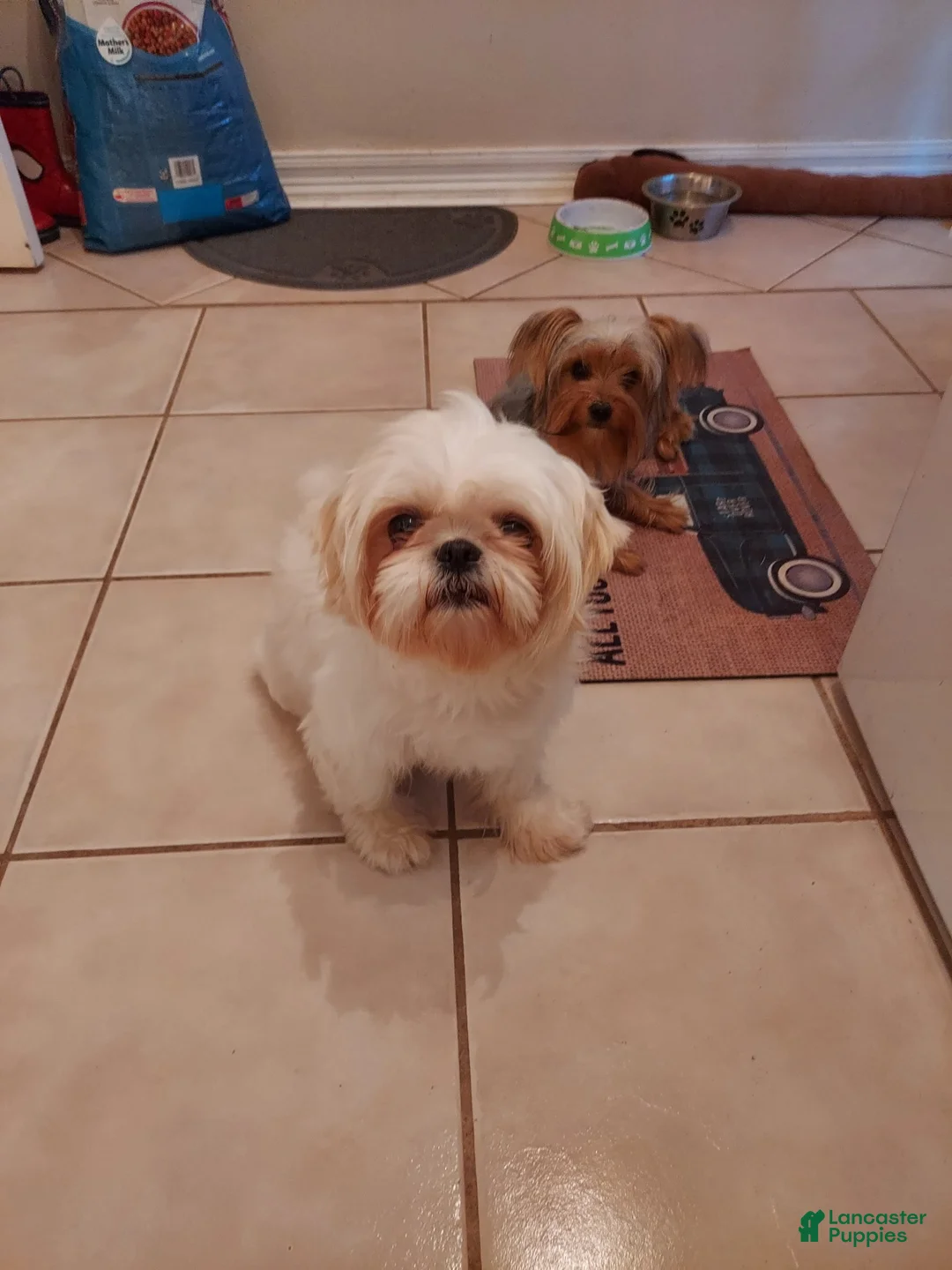Shih Tzu dogs for sale: Minnie  - Ad 4