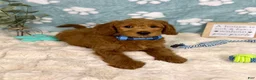Mini Goldendoodle dogs for sale: Finn - Ad 4