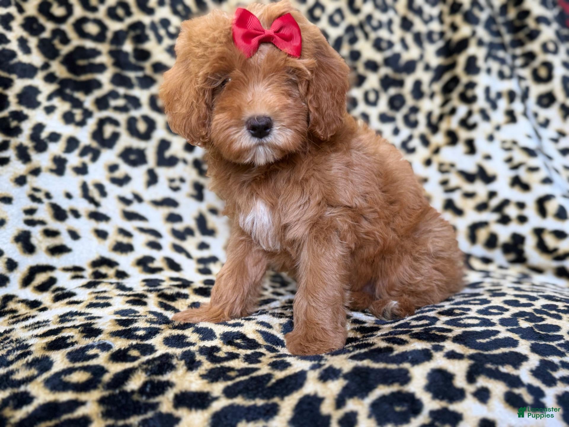 Cavapoo dogs Sassy - Ad 5