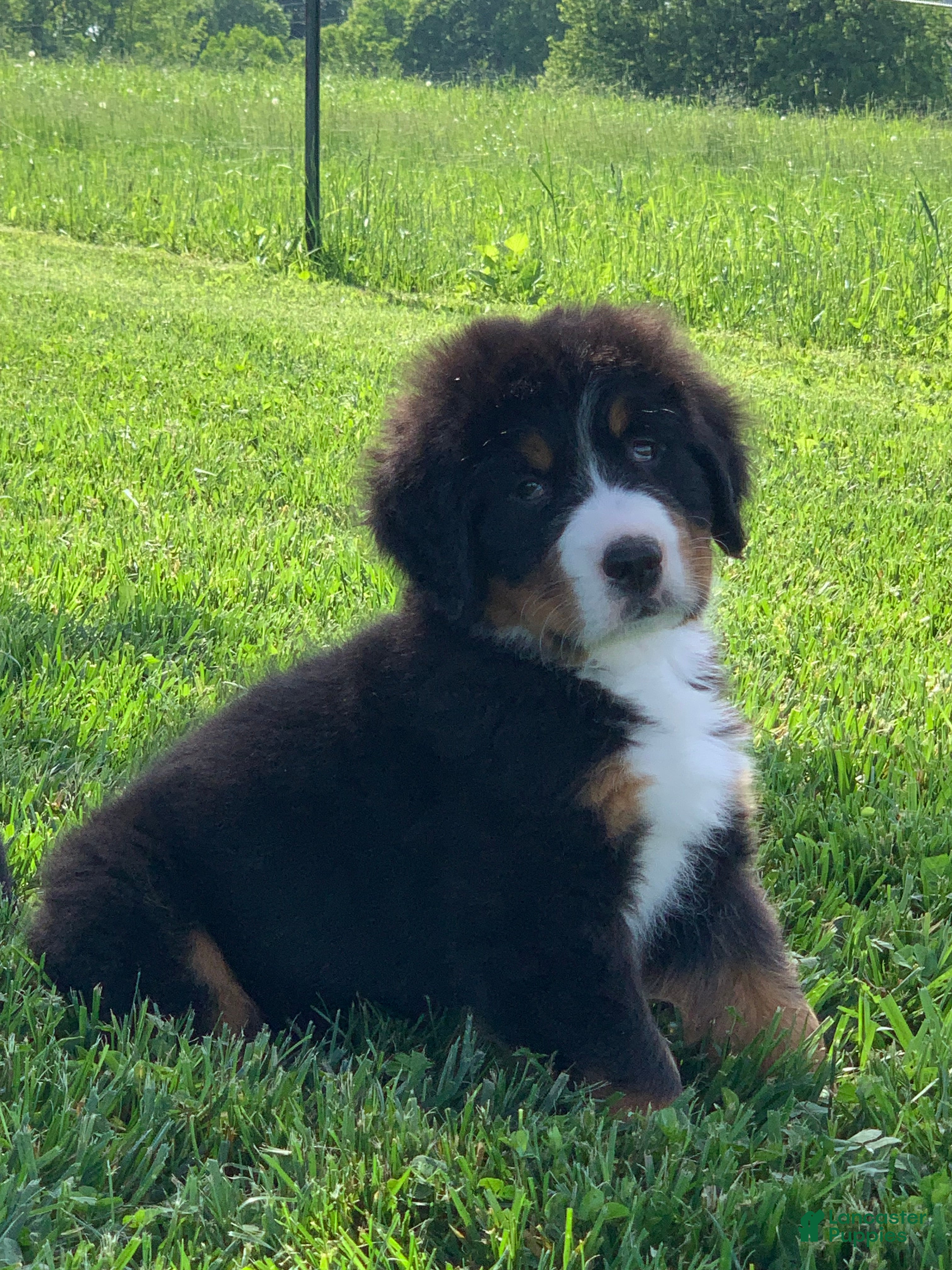 Bernese Mountain Dog dogs Snoopy - Ad 2