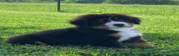 Bernese Mountain Dog dogs for sale: Snoopy - Ad 2