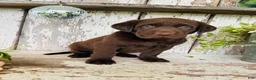 Labrador Retriever dogs for sale: Tom - Ad 8