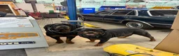 Rottweiler dogs for sale: Ruby - Ad 13
