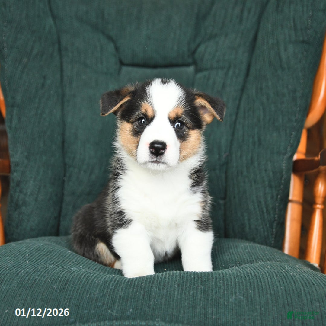 Welsh Corgi Pembroke dogs for sale: Irene - Ad 4