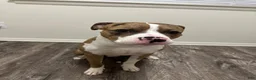 Mixed Breed dogs for sale: Mixed Breed 1 - Ad 6