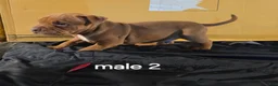 American Pit Bull Terrier dogs for sale: American Pit Bull Terrier 2 - Ad 2