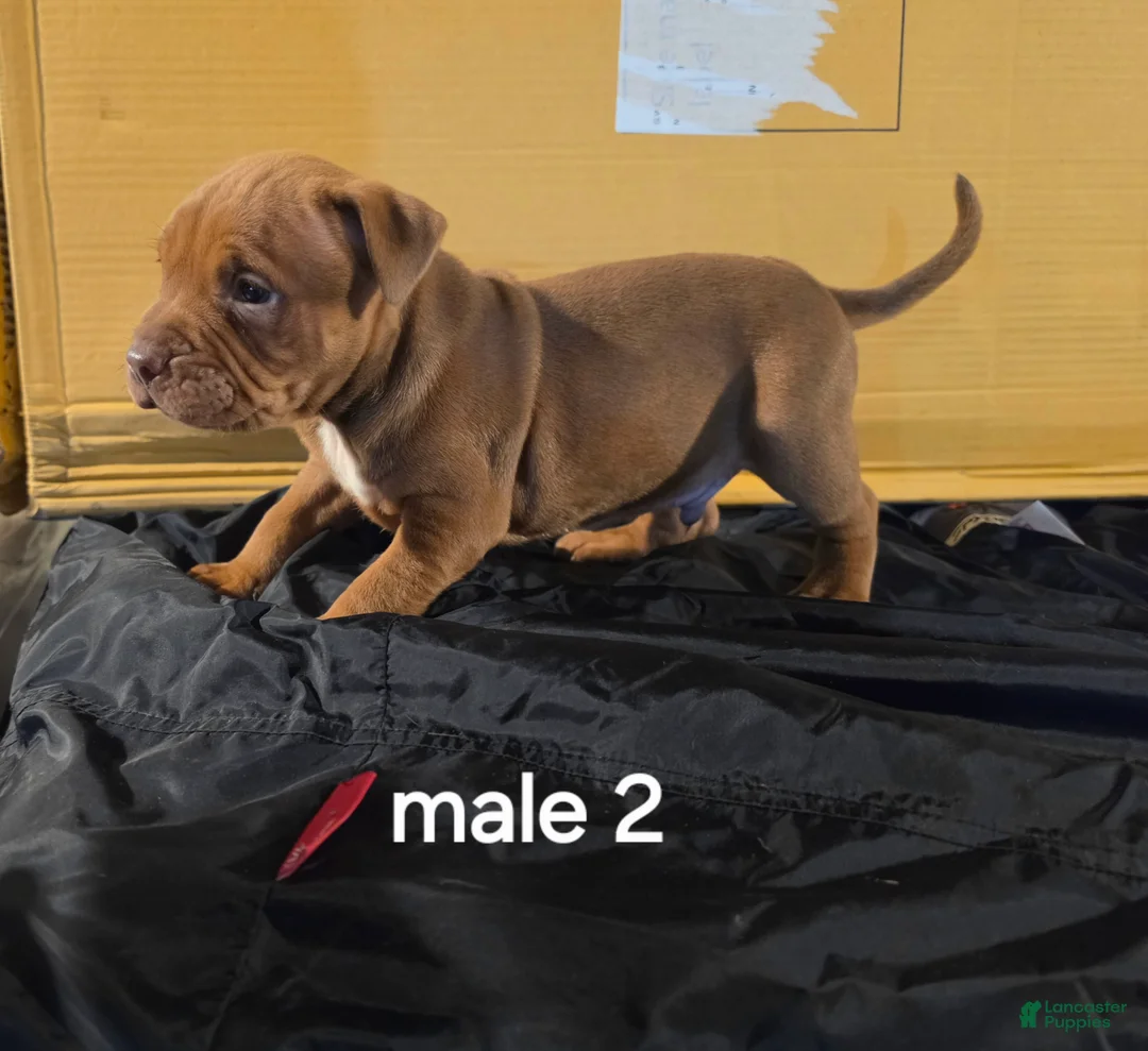 American Pit Bull Terrier dogs for sale: American Pit Bull Terrier 2 - Ad 2