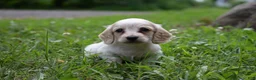 Miniature Dachshund dogs for sale: Miniature Dachshund 2 - Ad 13