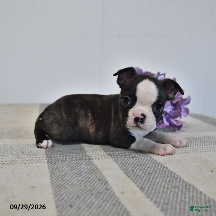 Boston Terrier dogs Henric - Ad 2