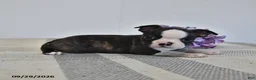 Boston Terrier dogs for sale: Henric - Ad 2