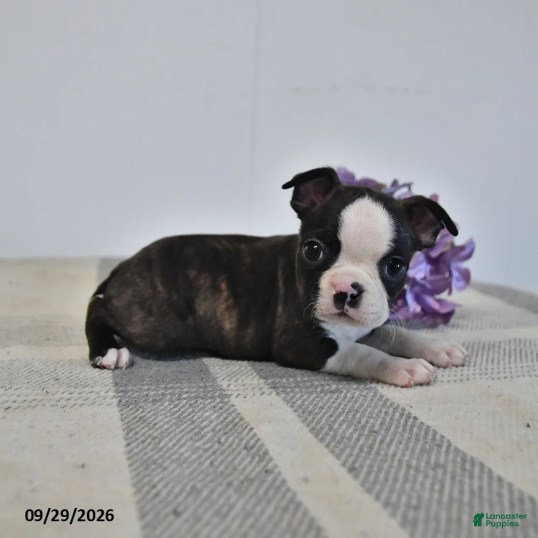 Boston Terrier dogs for sale: Henric - Ad 2