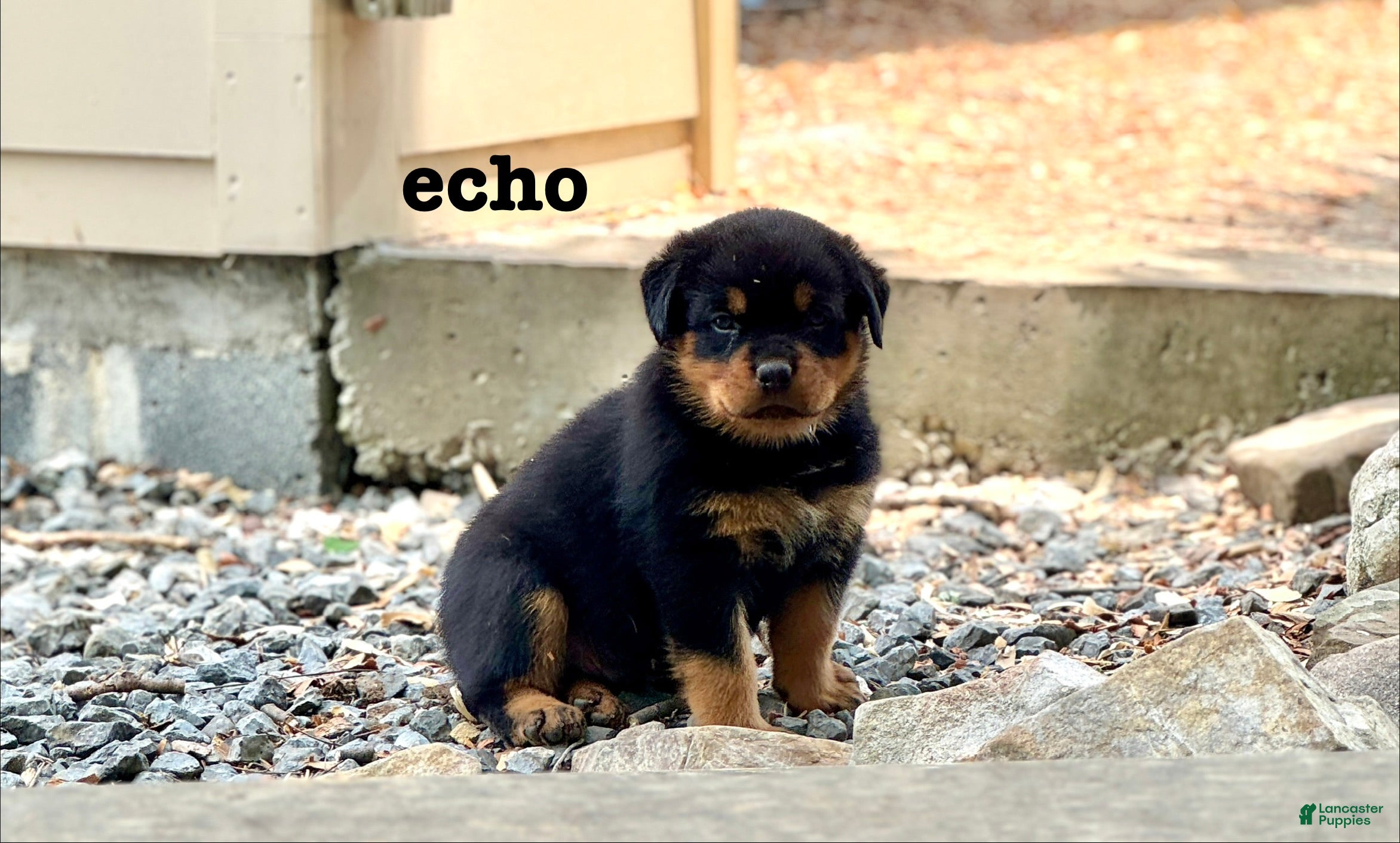Rottweiler dogs Echo  - Ad 1