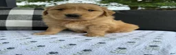 Golden Retriever dogs for sale: Motley - Ad 7