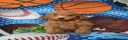 Mini Goldendoodle dogs for sale: Russell 10 lbs full grown - Ad 3