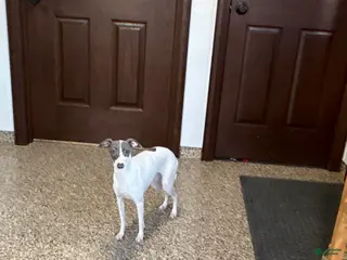 Italian Greyhound dogs Charity - Ad 11