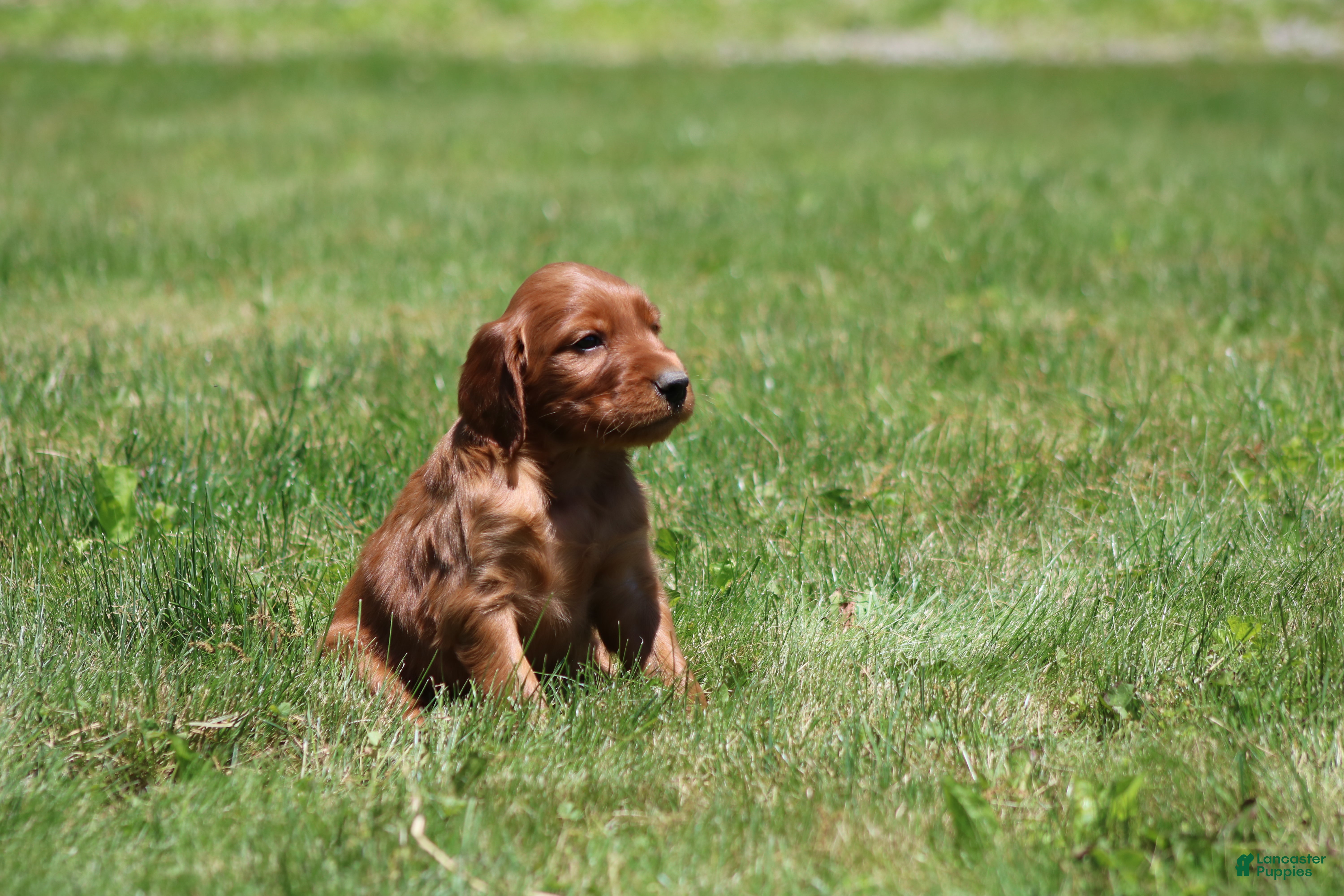 Irish Setter dogs for sale: Leo - Ad 3