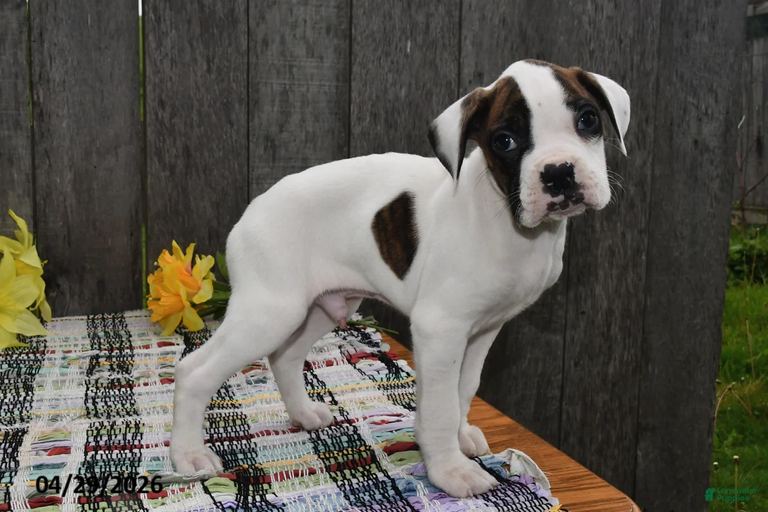 Boxer dogs for sale: Mitchell - Ad 1