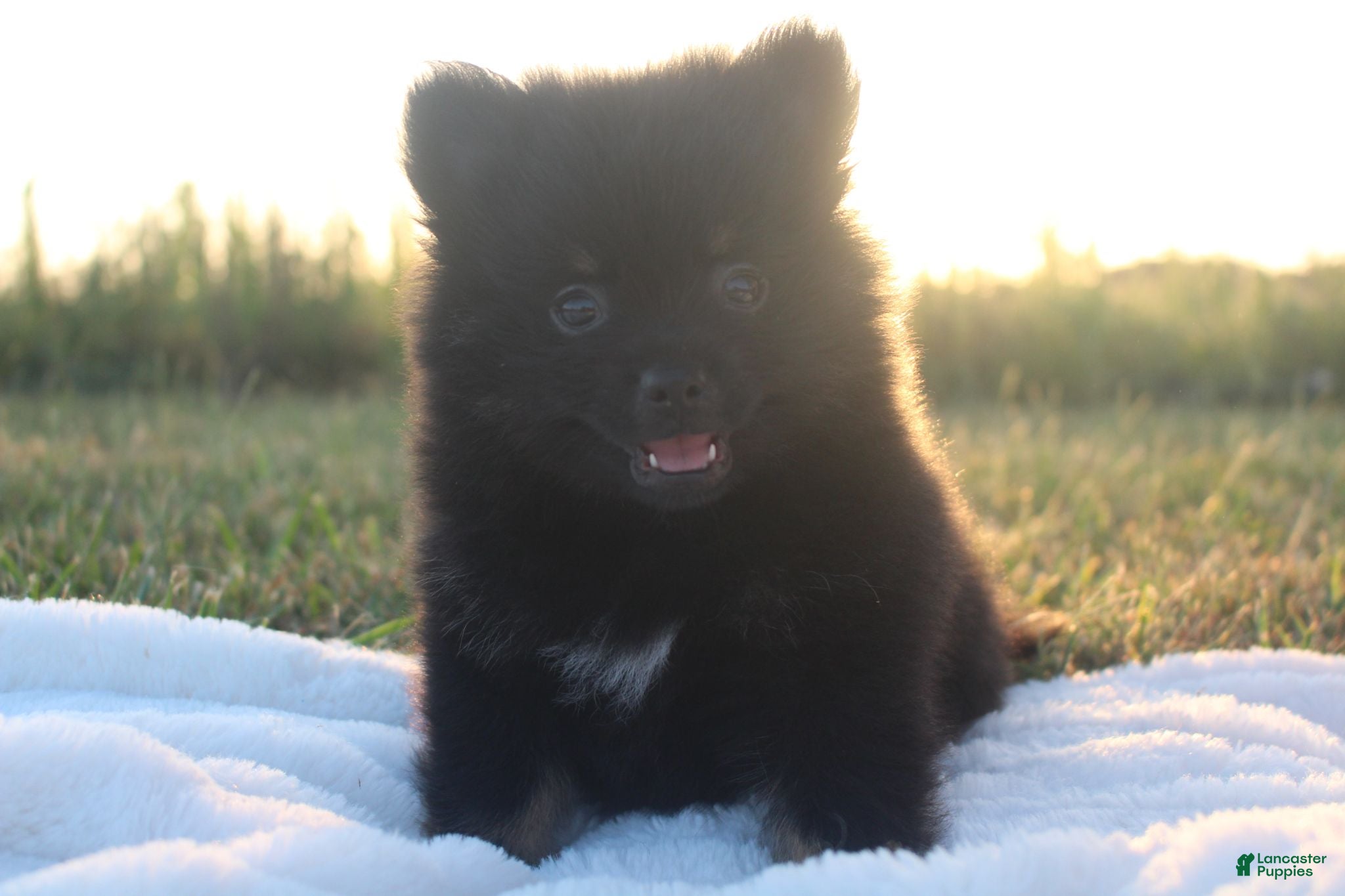 Pomeranian dogs for sale: Prince - Ad 1