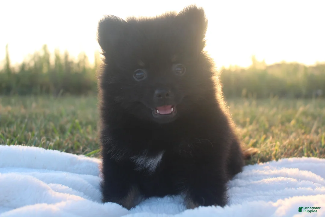 Pomeranian dogs for sale: Prince - Ad 1