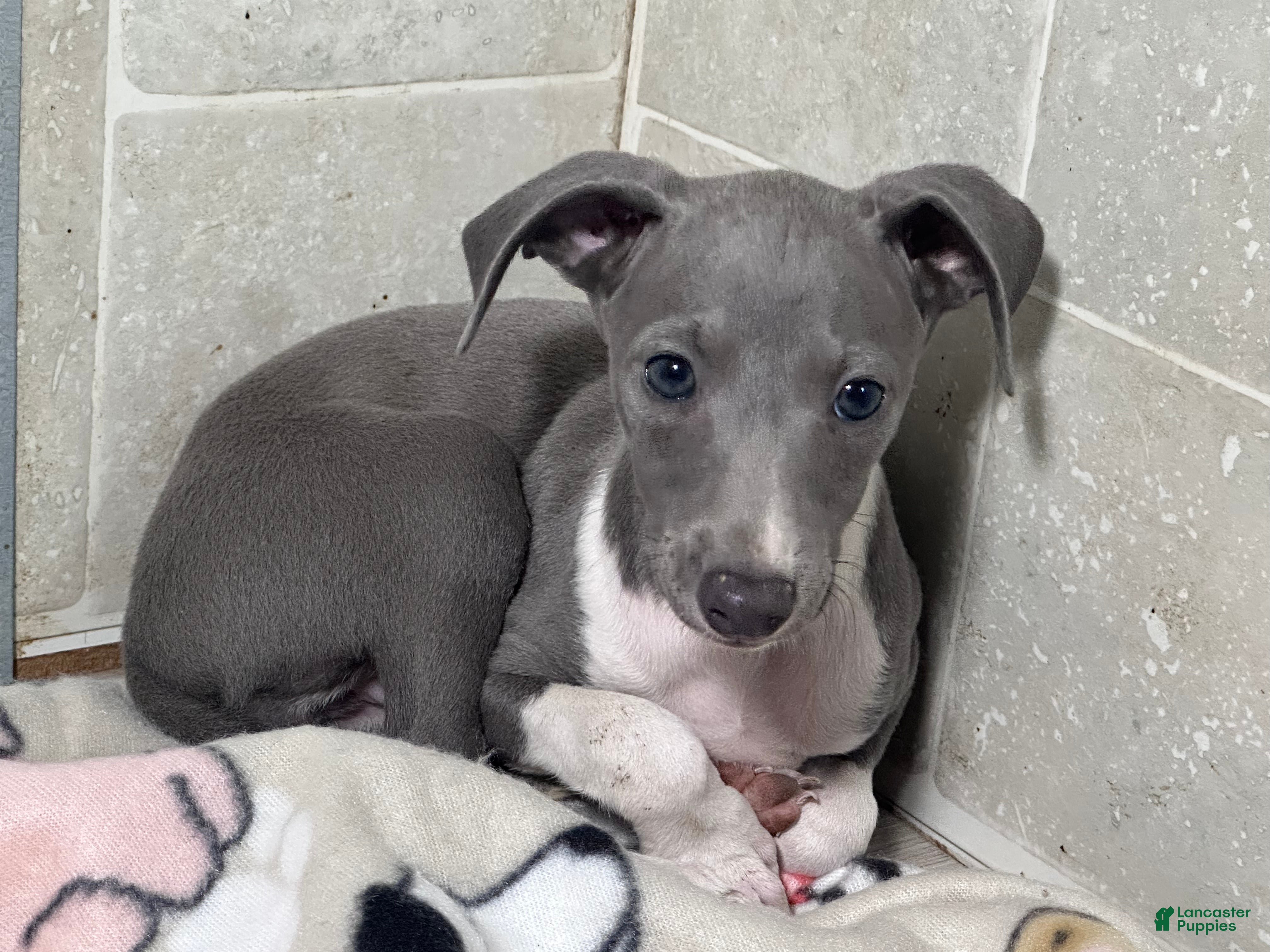 Italian Greyhound dogs Snapdragon - Ad 1