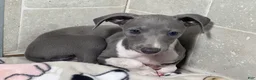 Italian Greyhound dogs for sale: Snapdragon - Ad 1