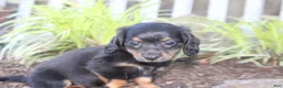 Dachshund dogs for sale: PIXIE - Ad 3