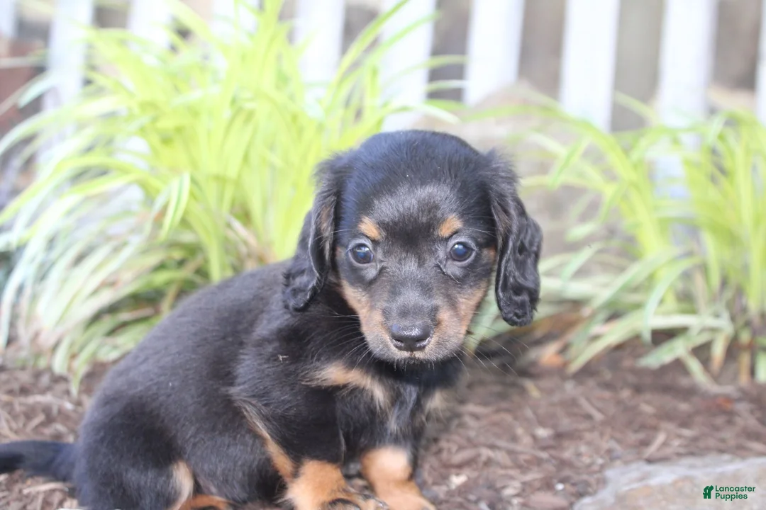 Dachshund dogs for sale: PIXIE - Ad 3