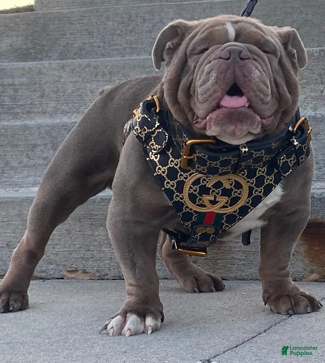 English Bulldog dogs for sale: Jigga - Ad 3