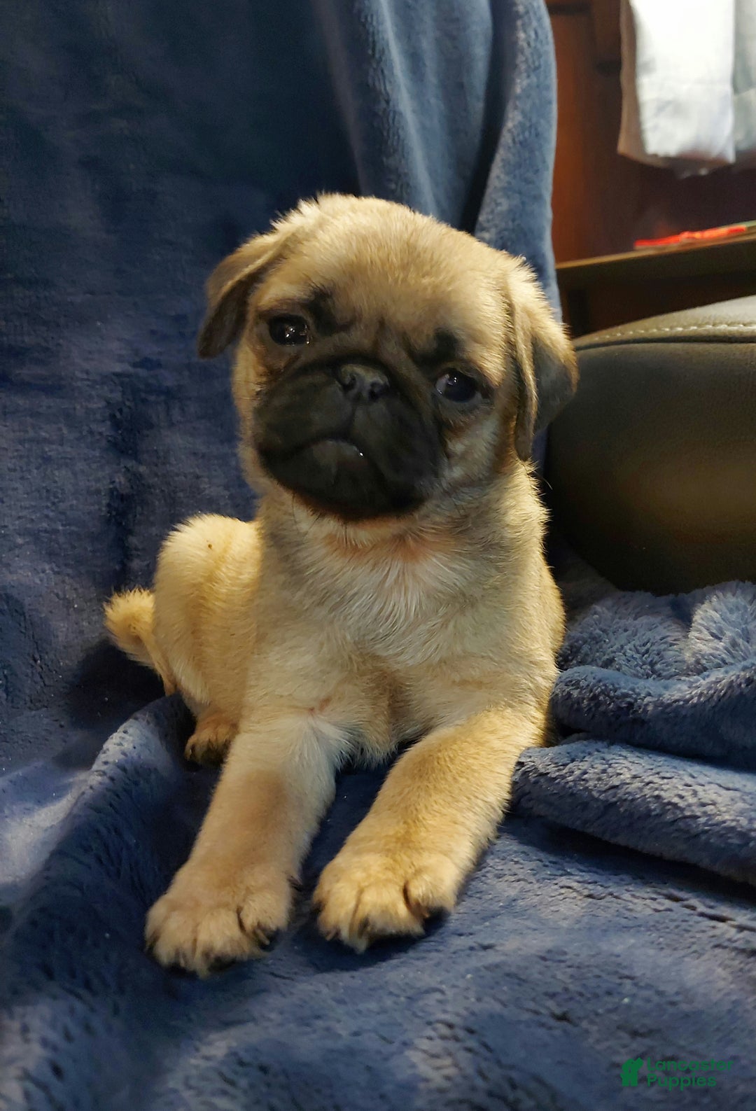 Pug dogs for sale: WILLIE - Ad 6