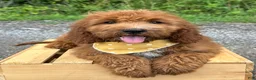 Irish Doodle dogs for sale: Daisy - Ad 11