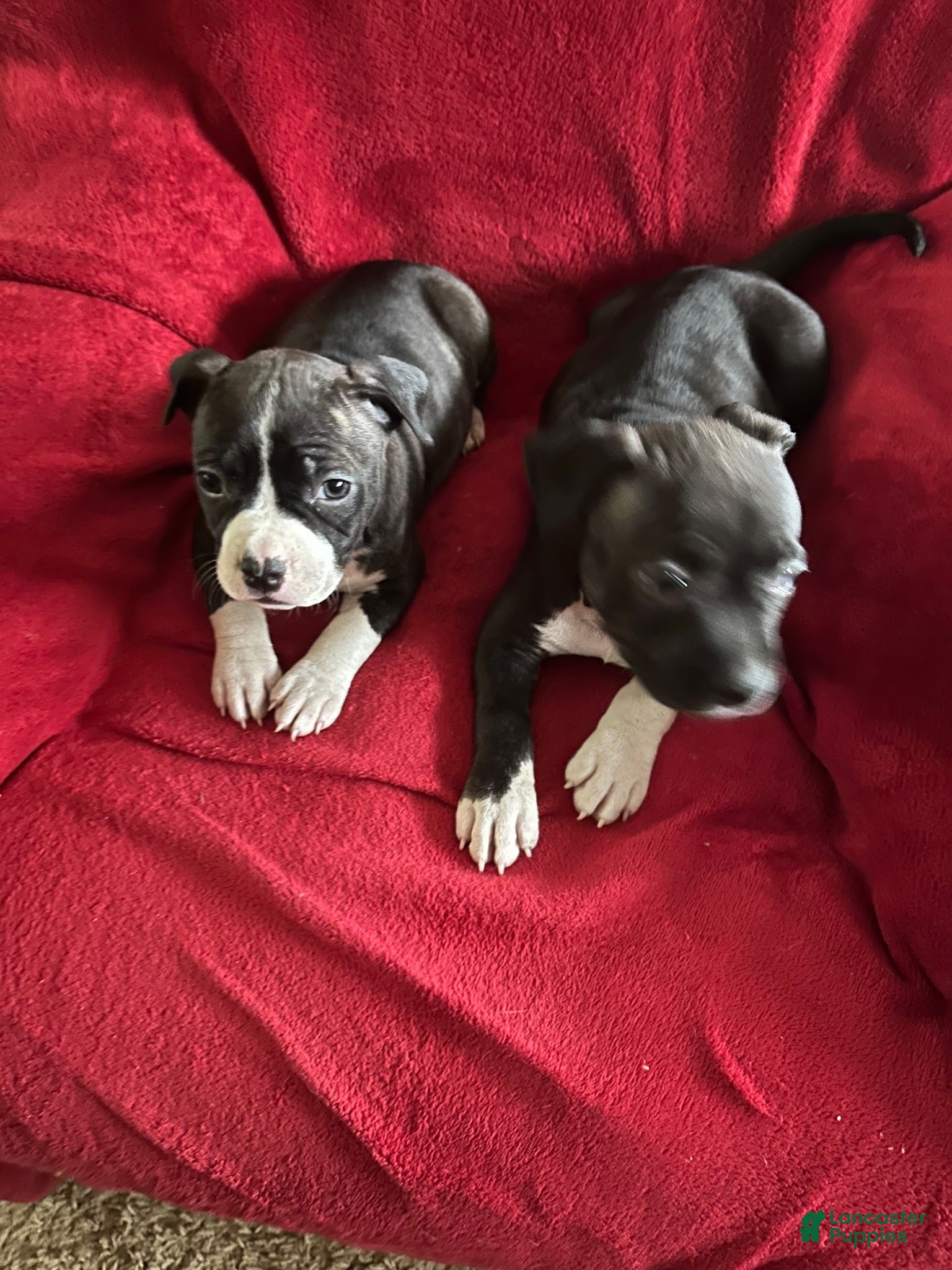 American Staffordshire Terrier dogs American Staffordshire Terrier 3 - Ad 1