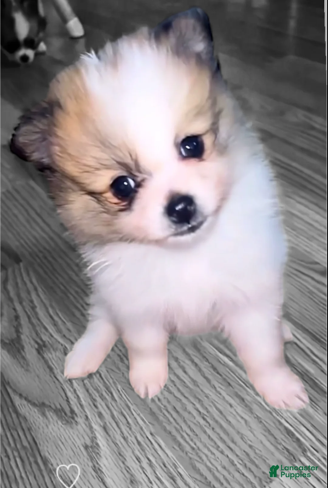Pomeranian dogs for sale: Coco - Ad 4