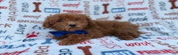Miniature Poodle dogs for sale: Lego - Ad 2