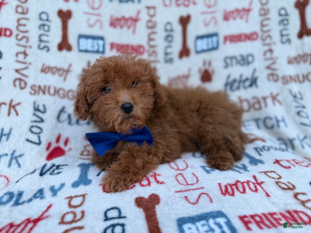 Miniature Poodle dogs for sale: Lego - Ad 2