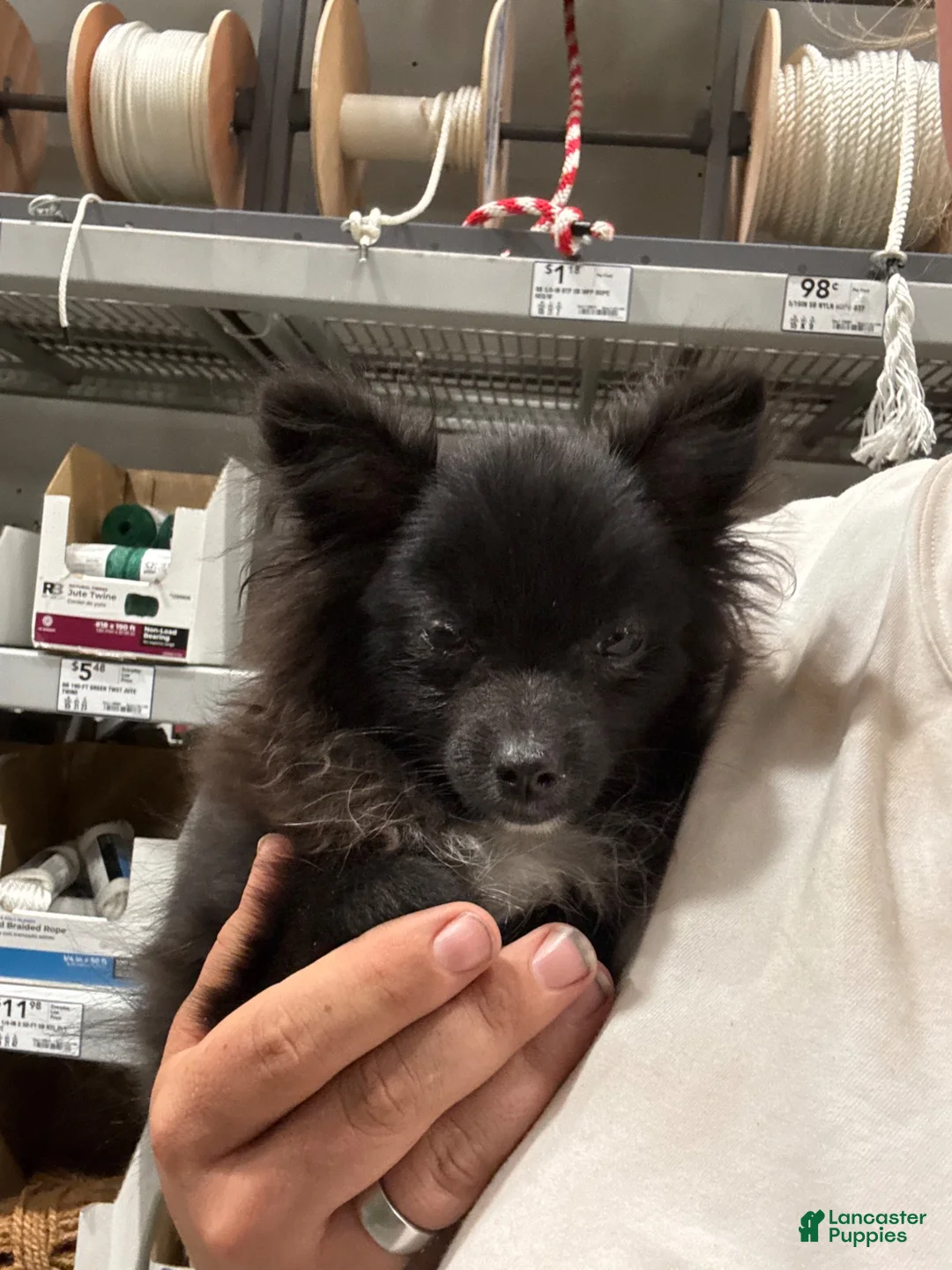 Pomeranian dogs for sale: Princess  - Ad 1