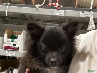 Pomeranian dogs Princess - Ad 20