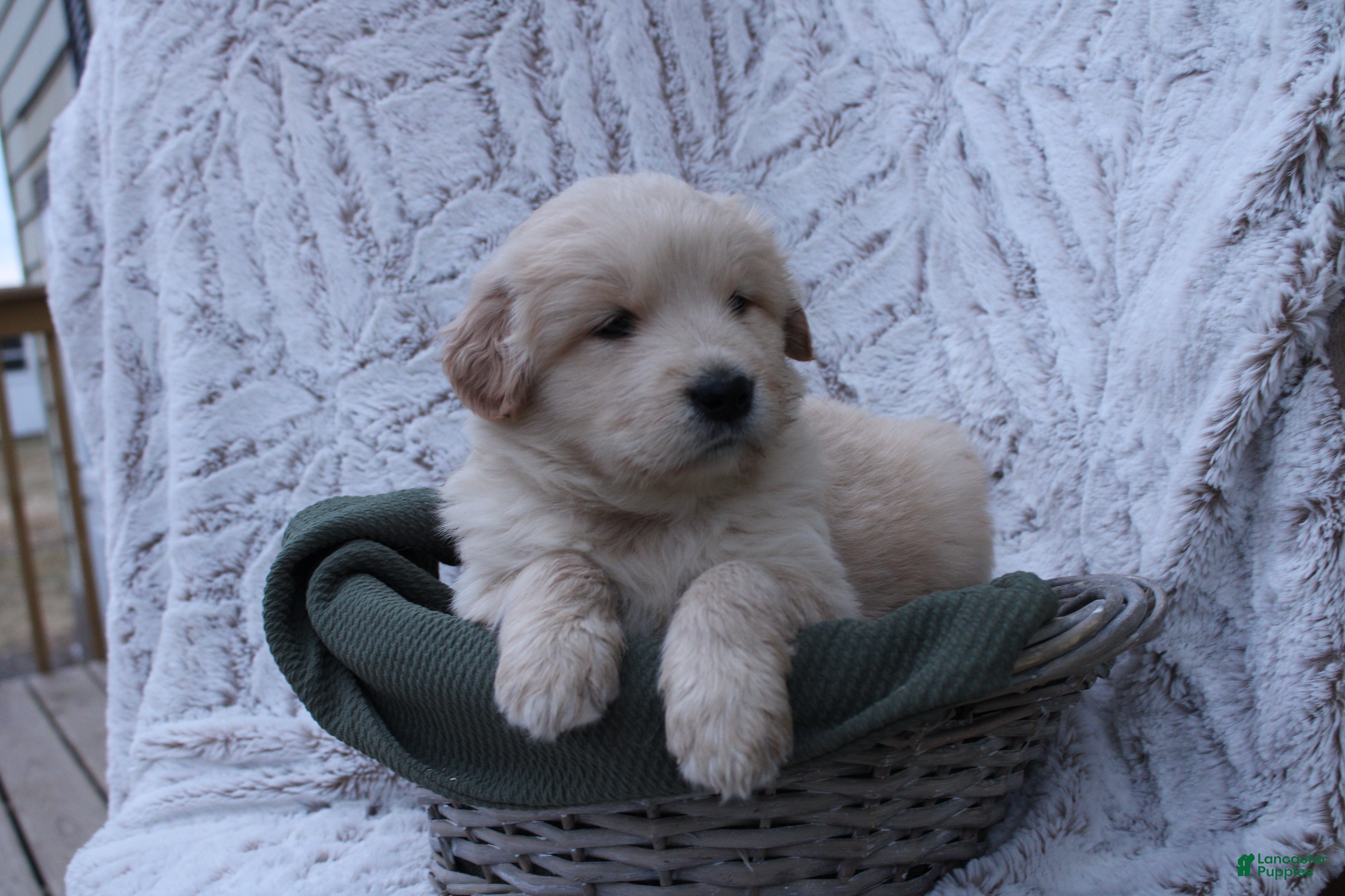 Mixed Breed dogs Mixed Breed Puppy 2 - Ad 2