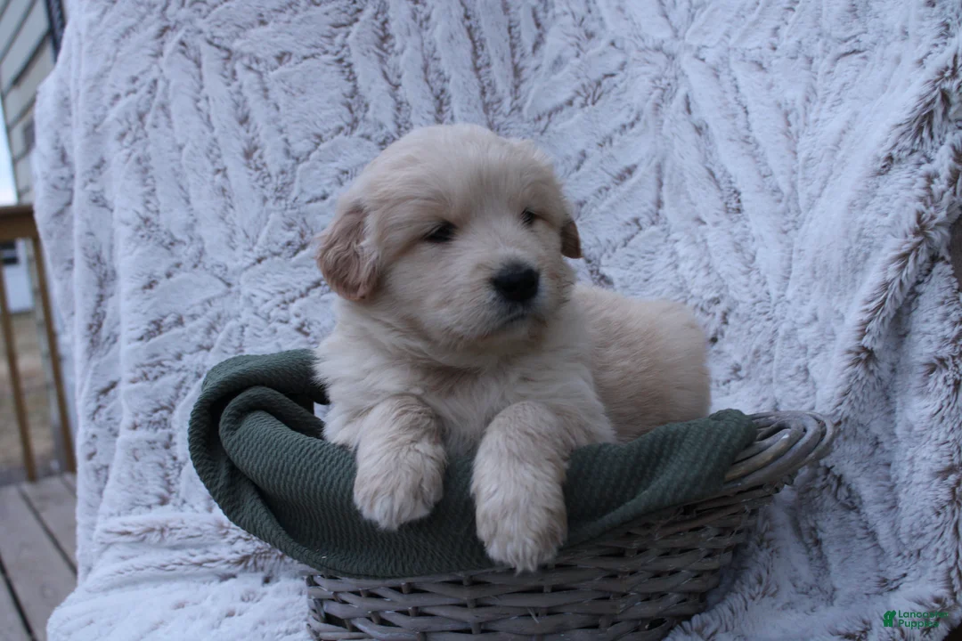 Mixed Breed dogs for sale: Mixed Breed Puppy 2 - Ad 2