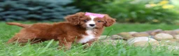 Cavapoo dogs for sale: Summer - Ad 5
