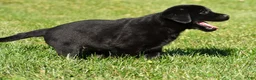 Labrador Retriever dogs for sale: Lacey - Ad 10