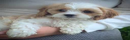 Cavapoo dogs for sale: Mr Andy - Ad 30