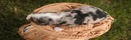Mini Bernedoodle dogs for sale: Maya Mini Bernedoodle  - Ad 5