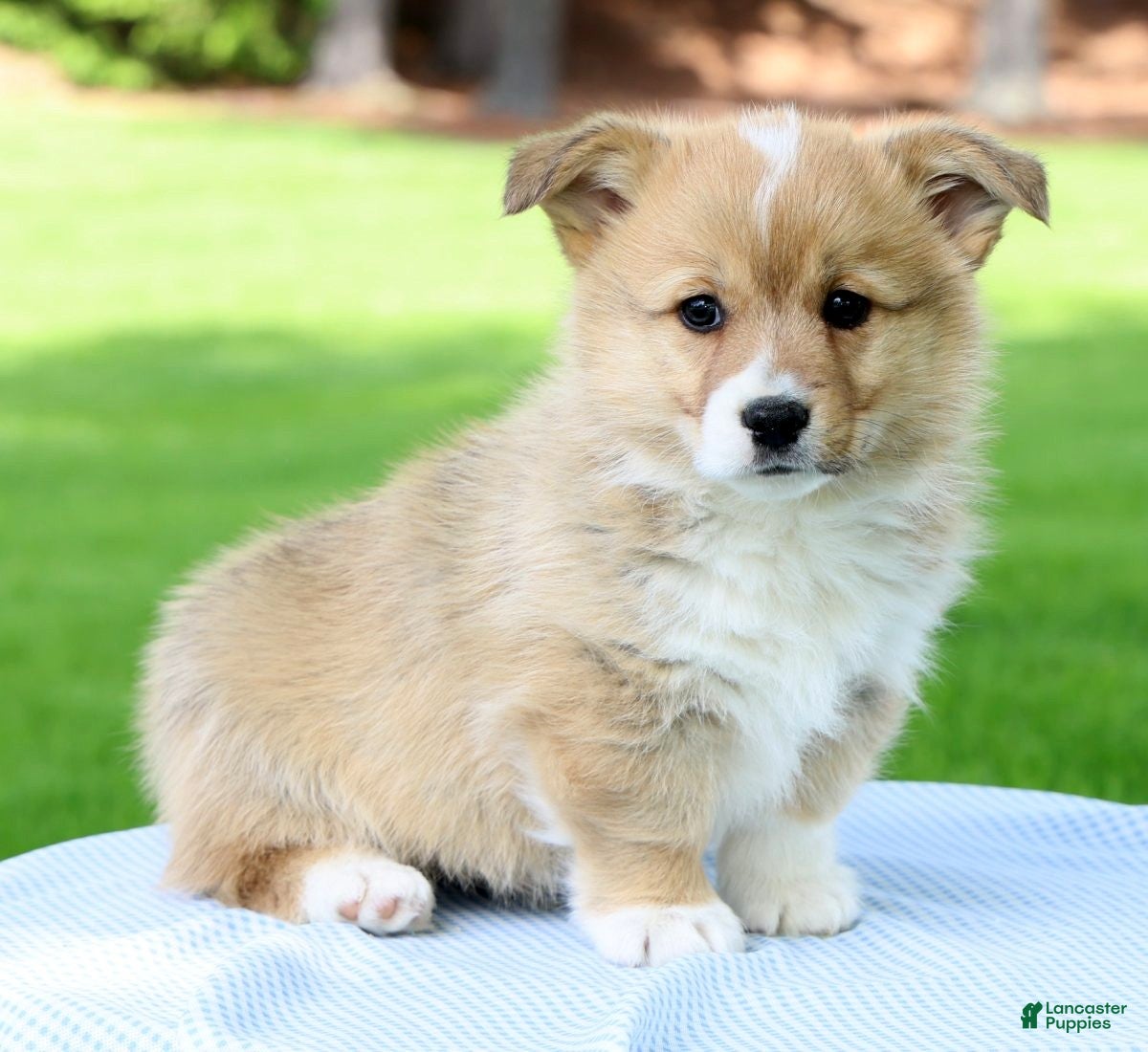 Welsh Corgi Pembroke dogs for sale: Max - Ad 1