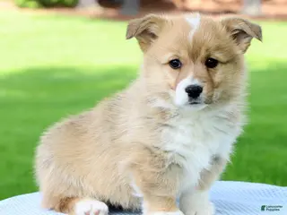 Welsh Corgi Pembroke dogs for sale: Max - Ad 1