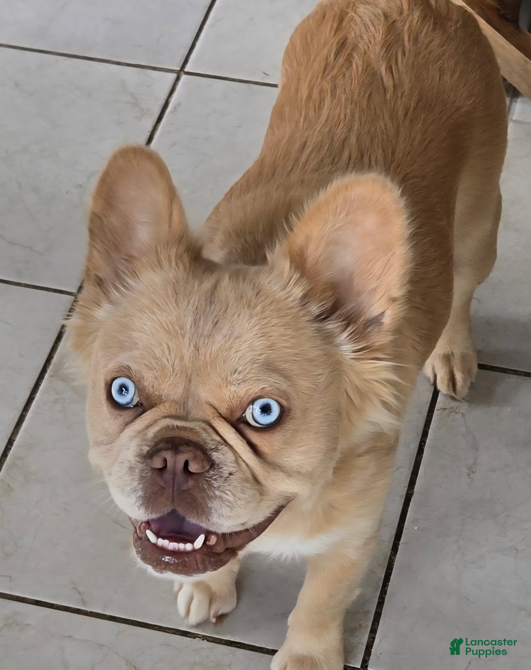 French Bulldog dogs for sale: Zari - Ad 6