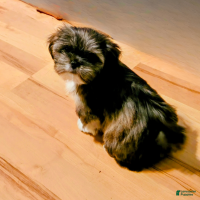 Lhasa Apso dogs Spice - Ad 2