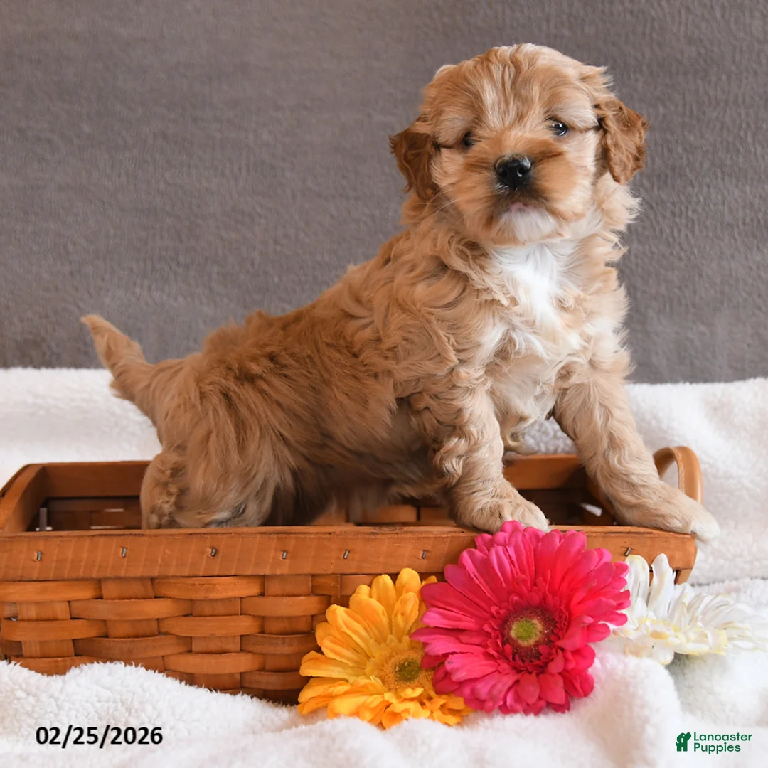 Cockapoo dogs for sale: Tulip - Ad 1