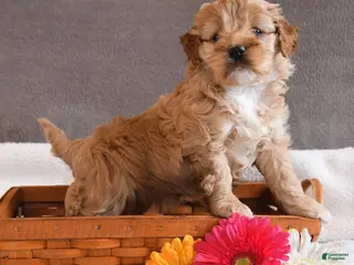 Cockapoo dogs for sale: Tulip - Ad 1